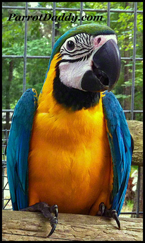 Blue & Gold Macaw For Sale