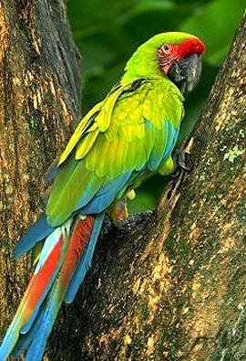 Great Green Buffon Macaw