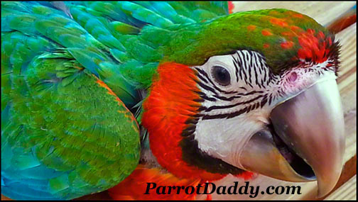 Parrot Harlequin Macaw