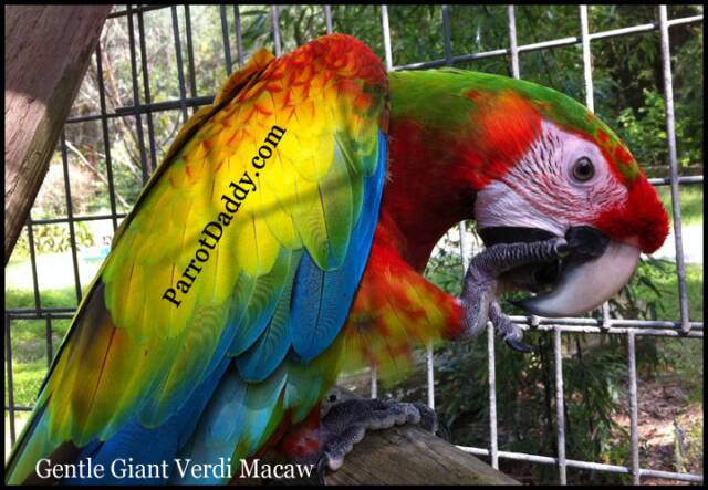 Gentle Giant Verdi Verde Macaws for sale