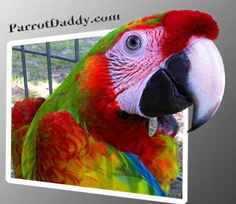Verdi Verde Macaws for sale