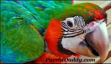 Parrot Harlequin Macaw