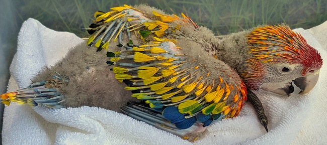 SunBurst Macaw Baby